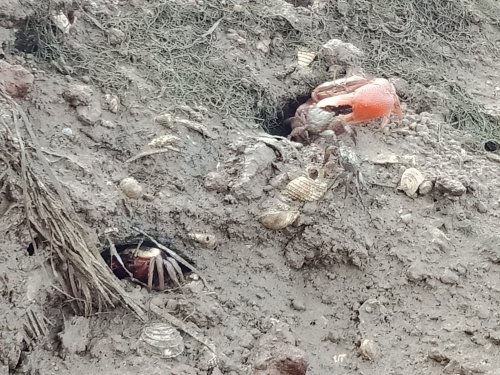 IMG20190425075255.jpg